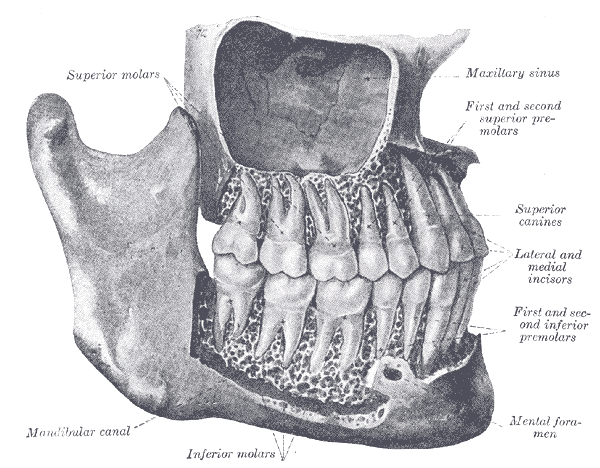Konsultacje ortodontyczne